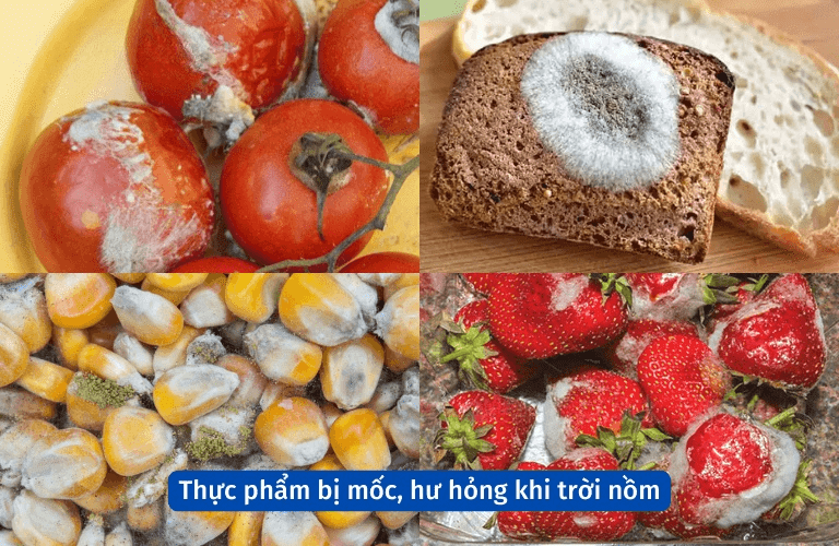 Thực phẩm dễ bị nấm mốc hư hỏng khi trời nồm (Nguồn: Internet)